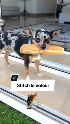 STITCH LE VOLEUR  . . . @Zaid @I am The Don @🇹🇳 Dog Mom 🇹🇳 @Dog Center San Francisco  .. . @🇹🇳 Di Angel Dogs Club 🇹🇳  @🇹🇳 Di Angel Dogs Club 🇹🇳  @🇹🇳 Di Angel Dogs Club 🇹🇳  . . . #chihuahua #cassiehoward #casse #voleur #chiwawa #chihuahuastiktok #dog #dogsoftiktok #dogsvideo #merle @Emmanuelle 