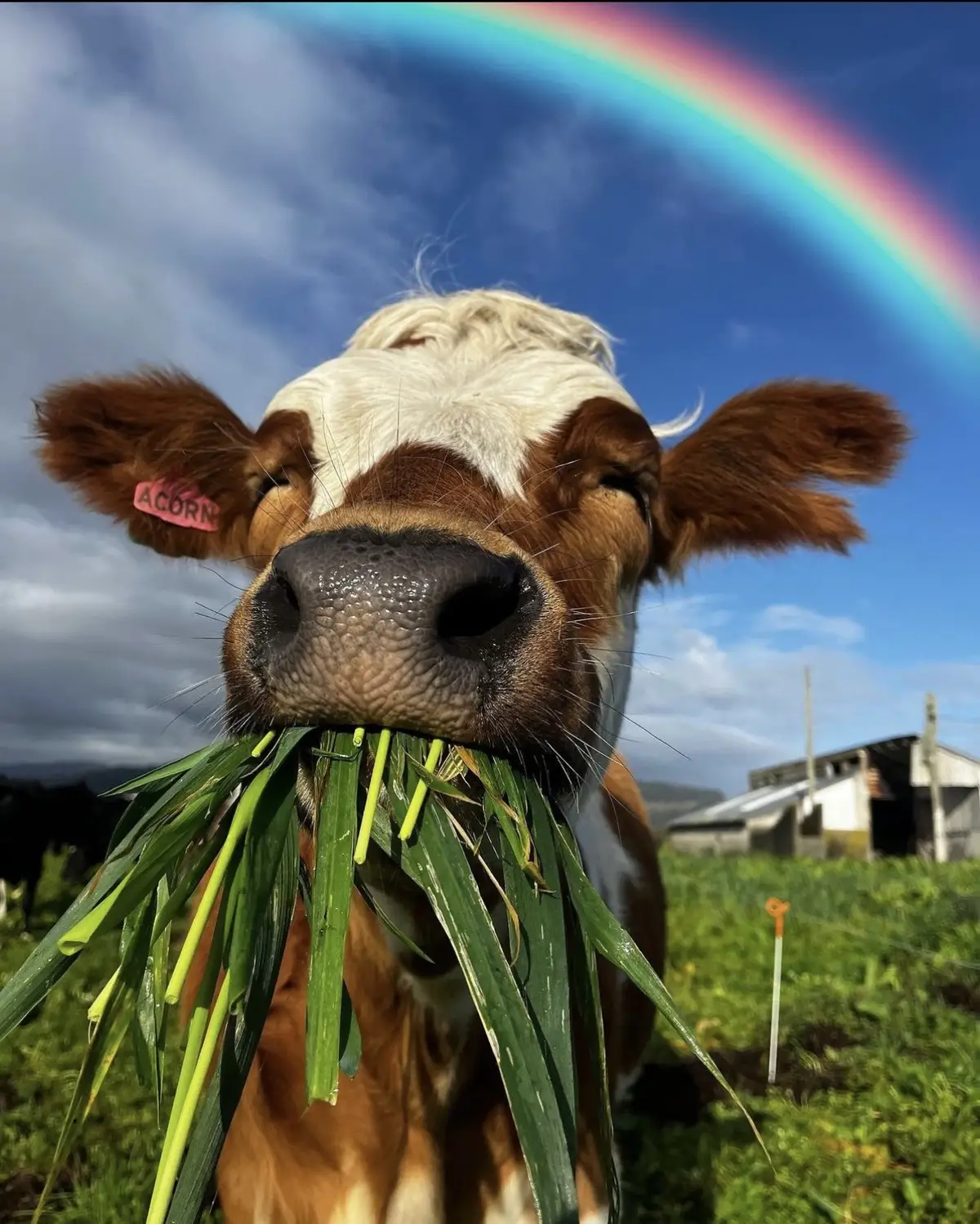 In no particular order, here are some of my favorite cow photos from 2023🥹. Which one is your favorite? #nature #MentalHealth #peace #relax #chill #animals #animalsoftiktok #cow #funny #cute #thinkingabout #thoughts #energy #positivevibes #fyp #real 