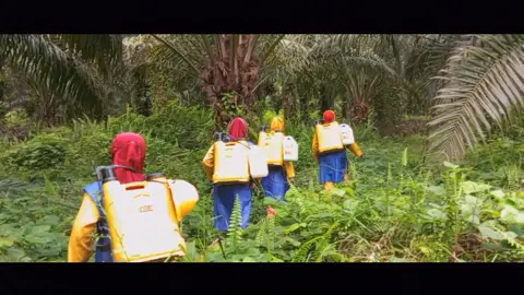 semprot modal nekad krn melawan sunnatulloh. cuaca mendung dan sedikit gerimis tetap nekad semprot demi capai target hektaran tapi ternyata terang juga cuacanya. #maspoernomo #fyp #anaksawit #perkebunankelapasawit #buruhperkebunansawit #cpt #chemist #trucksawitkalimantan #anakrantau 