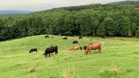 Cows grazing in the field . . . . . . #cows #animal #wildlife #field #village #nature #greenery #beautiful #viral #trending #fyp #fyp #fypシ 