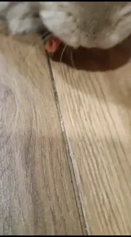 come mi bebe #come #patatilla #conejito #zanahoria 