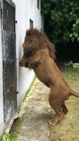 #حديقة_الحيوانات #king #خطر❌ #بنعكنون #حديقة #lion #اسامة_داود #شرس #izem #violis #orcar 