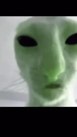 What is bro yapping about 🤣🤣 #cat #alien #yap #yap #yap #comedy #fyp #foryou 