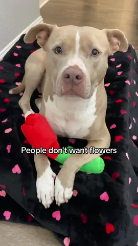 Must give them what they want. #dogs #pitbull #dogsoftiktok 