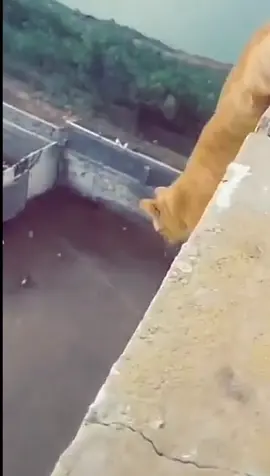 #animales #animal #gato #salto #edificio 