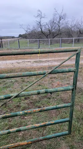 Mice 🐁 swim? TEXANS ❤️ the cold!! #frozen #ranchlife #cattle #bestfriend #winterstorm #texaswinter #mice #independentwoman #lovemylife 