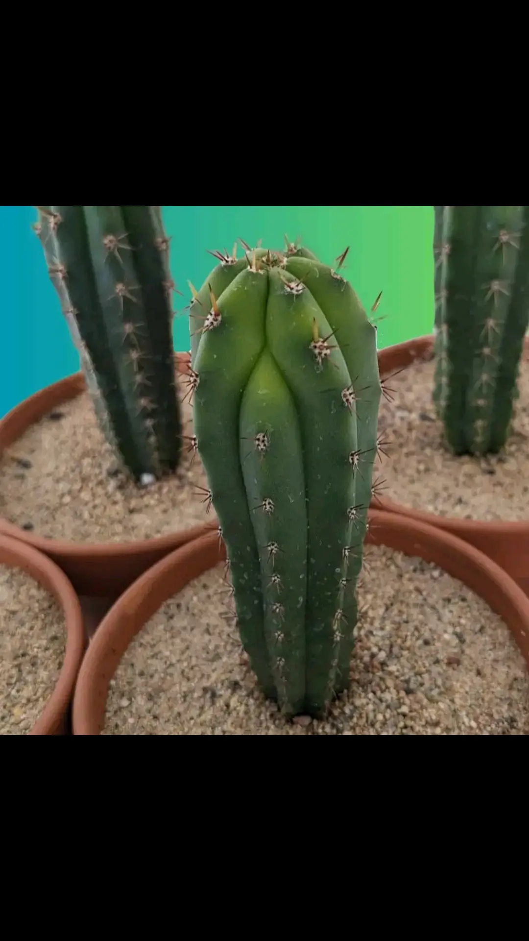 Cacti like the San Pedro grow 6 to 8 ribs on average but they may grow as little as 4 and as many as 10. These cacti have ribs for a few different reasons.  Water Storage: When the cactus absorbs water, the ribs expand, enabling it to store large amounts of water in its tissues. As water is used during dry periods, the ribs contract. Photosynthesis: The ribs increase the surface area of the cactus, providing more space for photosynthetic tissues.  Structural Support: The ribs also provide structural support to the cactus which helps to prevent it from collapsing under its own weight.  Temperature Regulation: The gaps between ribs create air pockets that reduce surface temperatures and prevent excessive water loss through transpiration. The number of ribs on a cactus can change if the cactus experiences a change in environment. The one in this picture seems to be loosing a rib and it is not uncommon for them to gain ribs as well. Is this something you have come across before? Let me know in the comments.  Buy San Pedro cactus seeds and growing supplies here. #cacti #cactus #