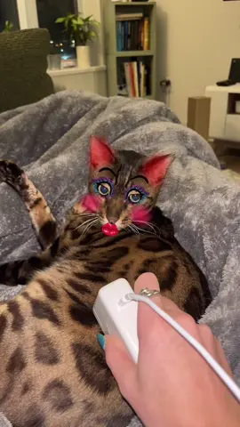 This trend is so funny 😂 #bengalcat #cattok #petvideos #funnycat