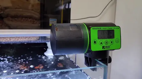 Dịp tết sắp tới , ae đi chơi , du lịch thăm họ hàng ít khi ở nhà thì sắm ngay máy này để cho các bé ăn nhé . 1 ngày / 4 lần hoặc có thể chỉnh tuỳ ý giờ giấc lượng thức ăn .#ngamcacanh #thuysinh #cacanhvietnam #xuhuongnuoicacanh❤️❤️ #xuhuong #maychocaantudong #thinhhanh #aquarium #tetnguyendan2024🧧🎆🧨 