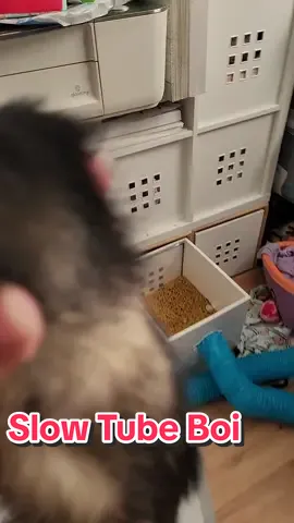 Cheep is not as fast as the others in the tube cause he's so big! 🥔🍪💨 #cheepgoyeet #ferretsoftiktok #ferrets #ferret #wholesome 
