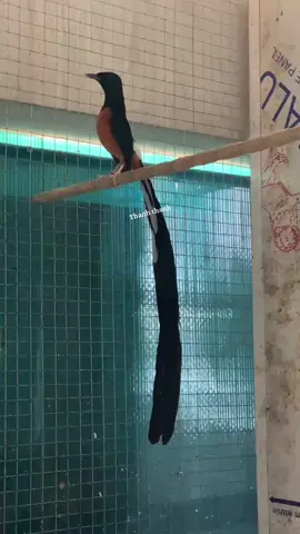 Vũ tru đưa tin xuống ngon nha 😂 #chimchichchoe #chimchichcheluadep #LearnOnTikTok #xuhungtiktok2023 #birdsoftiktok #bird #khongsaoemaremix 