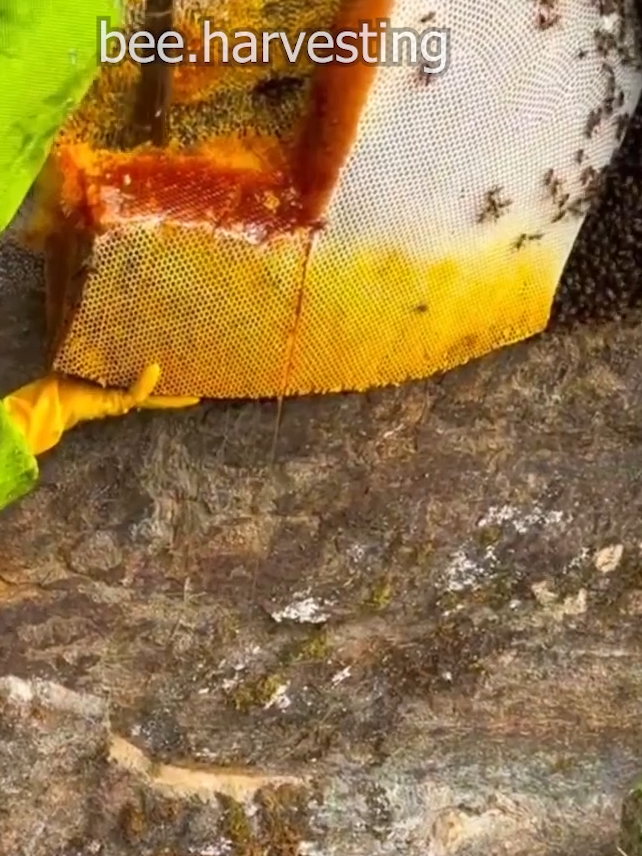 cliff natural honey harvesting🍯🐝 #honey #honeycomb #bee #bees #beehive #natural #harvest #short #tiktok #fy #fypシ