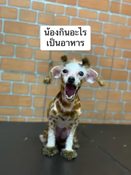 #ยีราฟแคระ #สวนสัตว์tiktok #ยีราฟ #เขาเขียว #dogsocutepetsalon 
