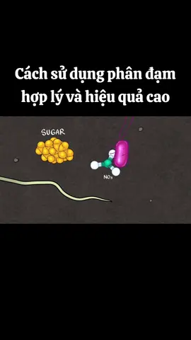 Sử dụng phân đạm thế nào để tiết kiệm chi phí và nâng cao hiệu quả?  #phanbonhuuco #nongnghiephuuco #nongnghiep 