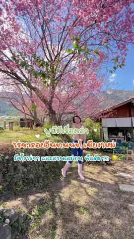 ไร่ชาดอยอินทนนท์ มีทั้งไร่ชาและสวนเลม่อน🍋🌱 ฟีลญี่ปุ่นสุดๆ 🌸 📍 ขุนวาง เชียงใหม่ ค่าเข้าสวนคนละ 50.- ⏰ หยุดอาทิตย์ - จันทร์ 09:30-16:00 น.  @บูบีมีเรื่องเล่า  @บูบีมีเรื่องเล่า #ไร่ชาดอยอินทนนท์ #ดอยอินทนนท์ #ดอยอินทนนท์เชียงใหม่ #ดอกซากุระเชียงใหม่ #ดอยเชียงใหม่ #ซากุระเชียงใหม่ #ขุนวาง #ttlocalserviceth #tiktokพาเที่ยว #เที่ยวข้ามปี #bubeejourney #บูบีมีเรื่องเล่า #รีวิวเชียงใหม่ #reviewchiangmai #เช็คอินเชียงใหม่ #เชียงใหม่อะไรดี #ที่เที่ยวเชียงใหม่ #tiktokพากิน #ซากุระเมืองไทย #ปีใหม่2024 