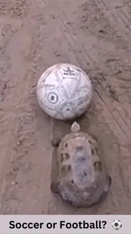 Turtle playing soccer! ⚽️ #turtle #Soccer #football #soccertiktok #turtletok #animallove #lol #animals #funnypets #pet #nature #cute #funnyanimals #adorable #pets #animal #cutepetclub #fyp#adorableanimals #familyfriendly #socute #animalvideosforkids #kidfriendly #foryoupage #cuteanimals #cutepet #funnymemes #animalmemes #amusinganimals #trending #viral #kidfriendlycontent #animaltok 