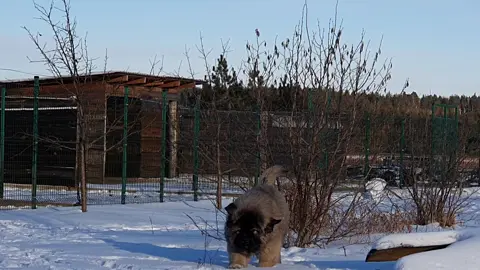 Baby boy 3 months.  #caucasianshepherd #caucasianshepherddog #caucasianovcharka 