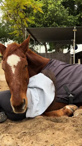 estos momentos que me regala no los cambiaria por nada 🥹💗 #horsetrend #horsesoftiktok #fypage #fypシ #paratii #horserider #equitation #horseriding #horselover #showjumpinghorse #caballostiktok ##horses##caballo##hipica##equestrian##Love##fyp