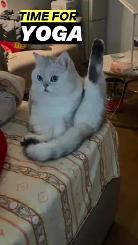 Yoga time for a calm mind 😌 #viral #pets #funnycat #cutecat 
