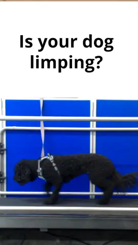 🐕 Can you tell if your dog is limping? It can be incredibly hard to tell, especially as there are so many breeds! 🔬 Lyndie Zollinger has long been fascinated by biomechanics and has used machine-learning to analyse the gaits of canines on a treadmill, including her own sproodle Borelli. Lyndie shared her work as part of last year's Cambridge Festival.  #Dogs #Biology #Biomechanics #MachineLearning #DogHealth #LearnOnTikTok #Learn #CambridgeUniversity #Cambridge 