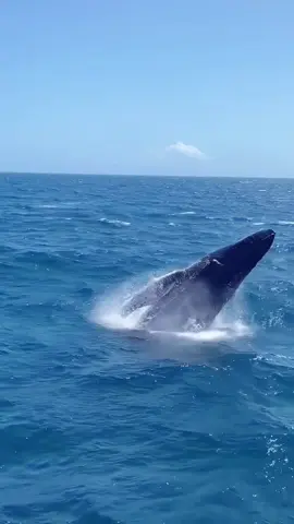 Samana, Dominican Republic Humpback whale season has begun!  @Domča Klímová #whale #whales #whalewatching #dominicanrepublic #republicadominicana #samana #exploremore 