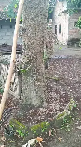 awas yg geli jangan di tonton 🤗🫣 #ulatalpukat #ungkrungalpukat 