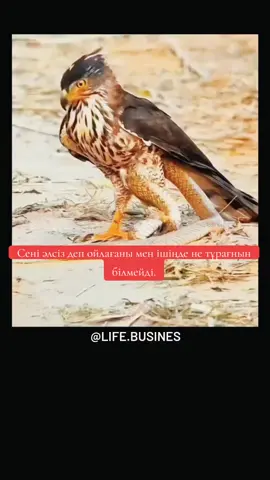 #рекоминдациитикток 