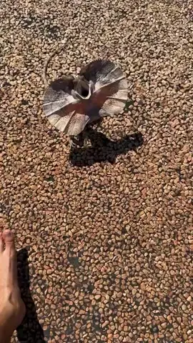 Embark on a journey to the heart of Australia as @semaskovish  shares an impromptu frilled lizard encounter.😳🦎 The unique frill adds an additional element of surprise to this incredible reptile.😍 🎥 @semaskovish #frilledlizard #australiawildlife #australiananimals #animalencounters