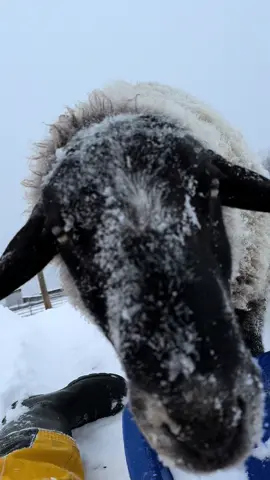 Sledding with Lambo #pets #farmlife #lambo #sheep #canadian #canadian 