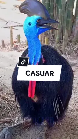 #biologia  #curiosidadeanimal #curiosidades #animaisnotiktok  #aves 