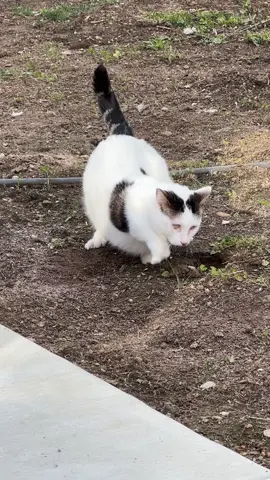 Nothing stops him from trying to be like every other cat 😻 FYI: Joey is only let outside supervised, and the entire yard is fenced in ☺️