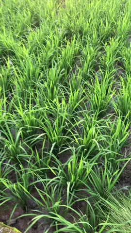 Sunset sawah🌥️  #sunset #sawah #astethic #fypシ 