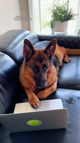 Sorry for all the barking. 😬 #germanshepherd #dog