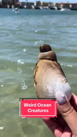 The ocean has so many creatures that range from breathtakingly beautiful to down right weird. I, personally, love the weird ones just as much as the beautiful ones. From beginning to end, the critters are as follows: pacific gaper, sea pork, sweet potato sea cucumber, twin sailed salp, pyrosomes, and a California aglaja. Lmk if you want to know more about any specific critter from this video, and I’ll make a follow up! #sealife #oceanlife 