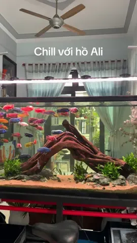 Chill sáng sớm cùng Hồ Ali cnm 1.55m tại #HuyAquarium #fish #aqua #cichlid 