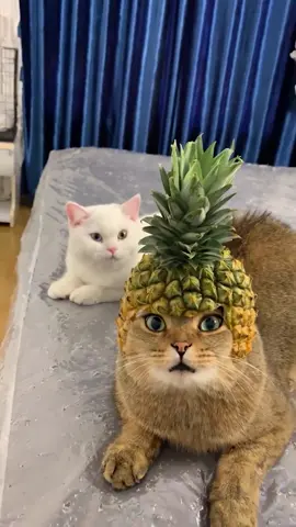 Cat wears pineapple hat                        Cred:@petreferralofficer                        #cat#cats#pet#cute#fyp