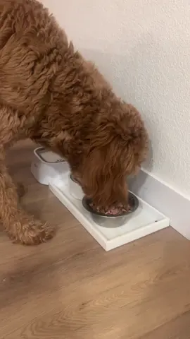 Life hack: add tuna to your dogs kibble, its cheap & tasty!  #dogfood #dinnertime #tunatopper #LifeHack #PetsOfTikTok 