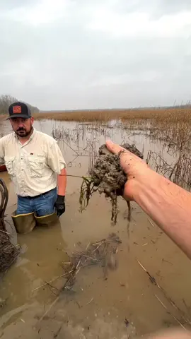 🐊No, that wasn’t a gator at the end…  Amphibious crawfish boats with cleated wheels are a game changer for crawfish farming. They can move on land and glide through water, which means you can work more ponds with less effort and fewer people. Crossing levees between ponds is a breeze, so one boat can do the job of several. The downside is they can rough up the pond bottoms, which means more work fixing them up when the season ends. It’s a trade-off, but these boats really make things a lot easier.