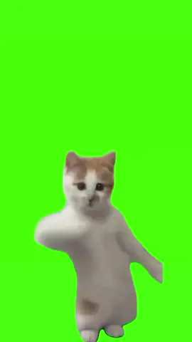 mentahkan kucing jogetnyaa #fypシ #fypシ゚viral #terbayangbayangkamu #kucingjoget #kucing #fyppppppppppppppppppppppp #moots? #fyp 