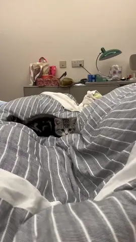 #UK #fyp #funny #pet #cat #cutecat #Catnest 