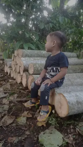 #CapCut #albasiawood #woodlogging #indonesianlegalwood #albasia #bakulkayusengon #albaracing 