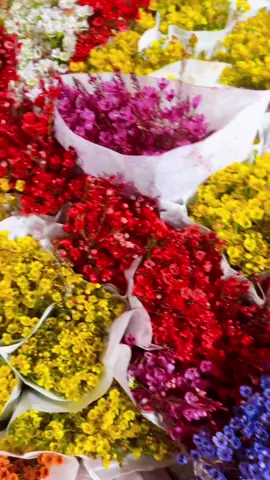 Hoa Thanh Liễu phục vụ nhu cầu chưng tết của mọi người, hàng loại 1, siêu đẹp đủ màu sắc ##ThanhThoiLuotTet #hoa #tết #fyp #xuhuong #hoadalat #flowers #hoathanhlieu 