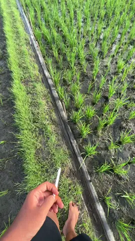 Pemandangan isuk jan nyeni bolo#fyp #bosmuda #petaniindonesia🇮🇩🇮🇩🇮🇩🌿🌿 #petanimilenial #ngawi24jam 