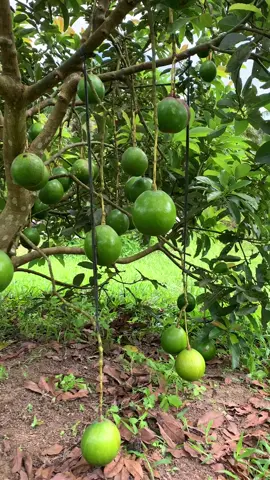 Alpukat miki andalan petani indonesia #alpukatindonesia #alpukatmiki 