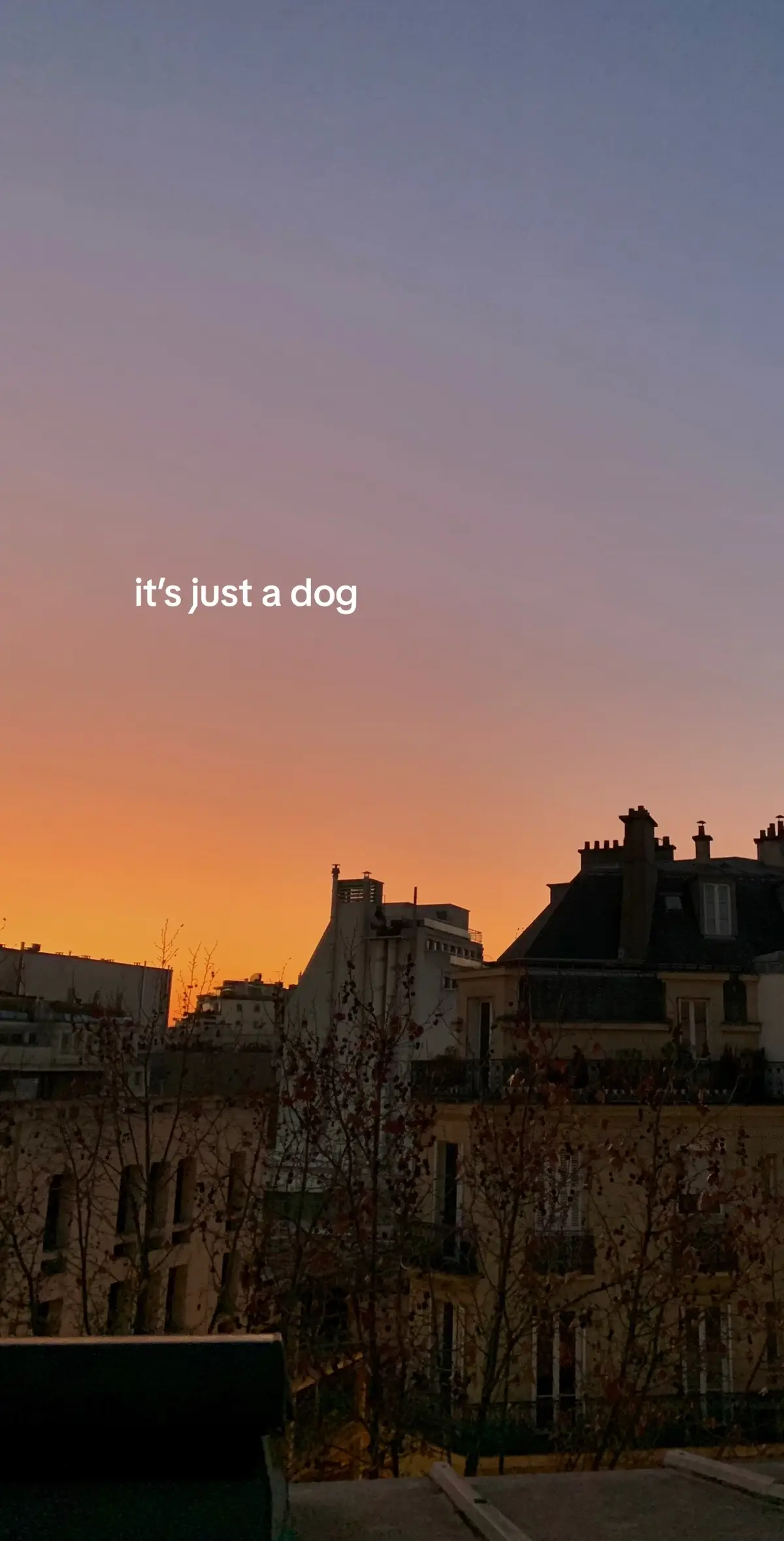 mon doggy 🥹