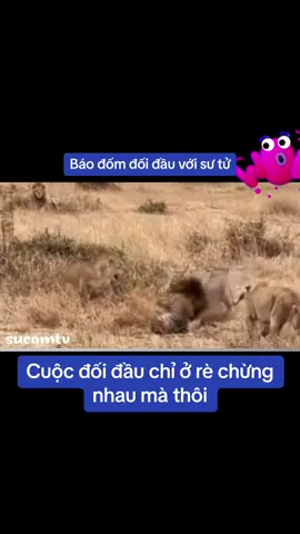 Báo đốm đi săn con mồi, không may con mồi kia cũng đang trong tầm ngắm của đàn sư tử, cuối cùng, báo đốm bị đàn sư tử cho một bài học về những kẻ đi săn…#xuhuong #sucamtv #animals #thợhồ #LearnOnTikTok  @Su Cam TV 