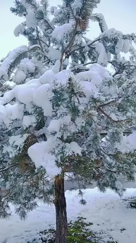 #foryouभगै लाने सल्लाहा सल्ला मात्र भो तिम्रो मेरो माया हला मात्र भो#सेवारो_आदांबा_आदांमासे🙏🇳🇵🇳🇵 #foryouromania🇷🇴bucharest 