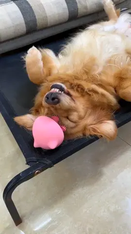 #goldenretriever #dog #dogsoftiktok 