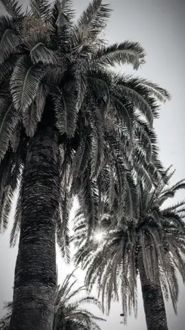 اذا تمري امس ماغزر وياك  #شعراء_وذواقين_الشعر_الشعبي_العراقي #شعروقصايد_خواطر_غزل_عتاب #اشعار_حزينه#ذواقين_الشعر #fyp#tiktoklongs#سمير_صبيح  #الراحل_سمير_صبيح 