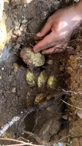 The moment of finding the gold nugget